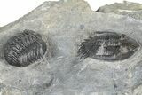 Mrakibina Trilobite - Mrakib, Morocco #363133-2